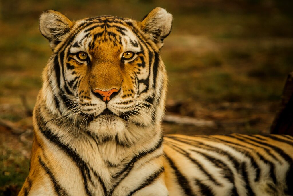 Tiger population in Thailand increases